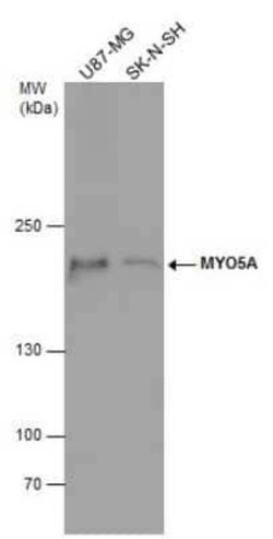 Myosin 5a Antibody, Novus Biologicals 100 &mu;g | Buy Online | Bio-Techne | Fisher Scientific