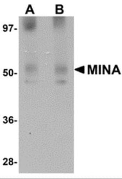Myosin Heavy Chain 3 Antibody - BSA Free, Novus Biologicals 0.1 mg; Unconjugated:Antibodies,