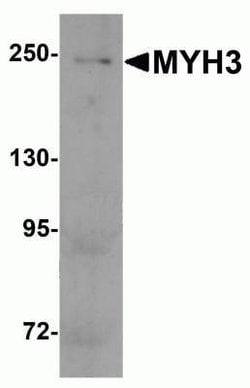 Myosin Heavy Chain 3 Antibody - BSA Free, Novus Biologicals 0.1 mg; Unconjugated:Antibodies,
