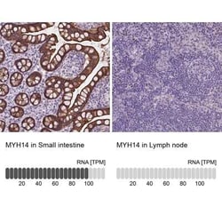 Myosin heavy chain 14 Antibody, Novus Biologicals 25 &mu;L, Unconjugated:Antibodies,