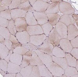 Myosin heavy chain 14 Antibody, Novus Biologicals 25 &mu;L, Unconjugated:Antibodies,