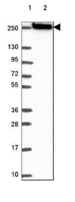 Myosin heavy chain 14 Antibody, Novus Biologicals 25 &mu;L, Unconjugated:Antibodies,