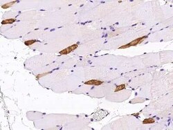 Myosin Light Chain 2 Antibody, Novus Biologicals 100 &mu;g; Unconjugated:Antibodies,