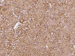 Myosin Light Chain 2 Antibody, Novus Biologicals 100 &mu;g; Unconjugated:Antibodies,
