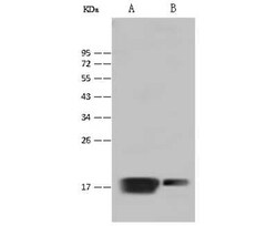 Myosin Light Chain 2 Antibody, Novus Biologicals 100 &mu;g; Unconjugated:Antibodies,