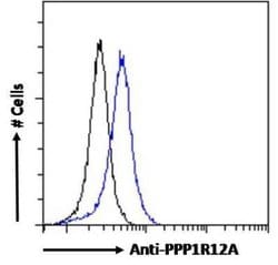 Myosin Phosphatase Antibody, Novus Biologicals 100 &mu;g; Unconjugated:Antibodies,