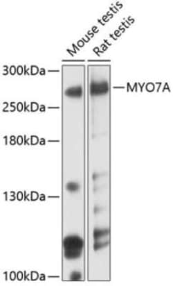 Myosin VIIa Antibody - Azide and BSA Free, Novus Biologicals:Antibodies:Primary