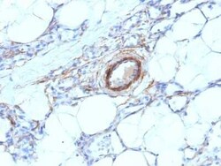 Myosin heavy chain 11 Antibody (MYH11/923), Novus Biologicals:Antibodies:Primary
