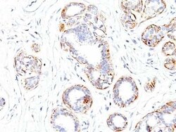 Myosin heavy chain 11 Antibody (SMMS-1), Novus Biologicals 0.1mg; Unlabeled:Antibodies,