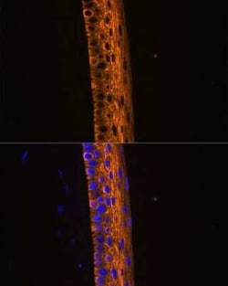 Myosin heavy chain 13 Antibody - Azide and BSA Free, Novus Biologicals:Antibodies:Primary