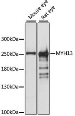 Myosin heavy chain 13 Antibody - Azide and BSA Free, Novus Biologicals:Antibodies:Primary