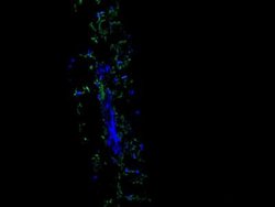 Myrosinase 2 Antibody (6H1), Novus Biologicals 100 &mu;L | Buy Online | Novus Biologicals | Fisher Scientific