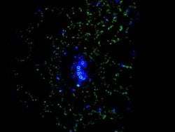 Myrosinase 2 Antibody (6H1), Novus Biologicals 100 &mu;L | Buy Online | Novus Biologicals | Fisher Scientific
