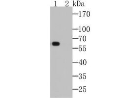 Myrosinase 2 Antibody (6H1), Novus Biologicals 100 &mu;L | Buy Online | Novus Biologicals | Fisher Scientific