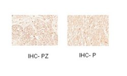 Myt1 Antibody, Novus Biologicals 100 &mu;L; Unconjugated:Antibodies, Polyclonal