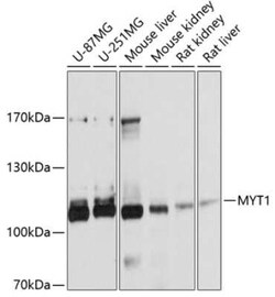 Myt1 Antibody - Azide and BSA Free, Novus Biologicals:Antibodies:Primary
