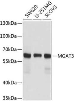 N-Acetylglucosaminyltransferase III/MGAT3 Antibody - BSA Free, Novus Biologicals 0.02 mL | Buy Online | Novus Biologicals | Fisher Scientific