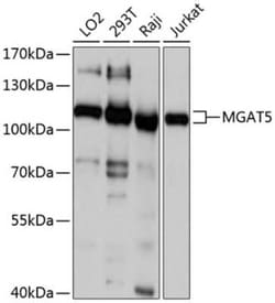 N-Acetylglucosaminyltransferase V/MGAT5 Antibody - Azide and BSA Free,