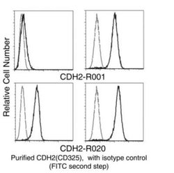 N-Cadherin Rabbit anti-Human, Clone: 20, Novus Biologicals:Antibodies:Primary