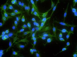 N-Cadherin Rabbit anti-Human, Clone: 20, Novus Biologicals:Antibodies:Primary