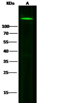 N-Cadherin Rabbit anti-Human, Clone: 20, Novus Biologicals:Antibodies:Primary