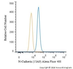 N-Cadherin Antibody (13A9) - Azide and BSA Free, Novus Biologicals 0.1