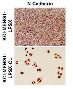 N-Cadherin Antibody (13A9) - Azide and BSA Free, Novus Biologicals 0.1