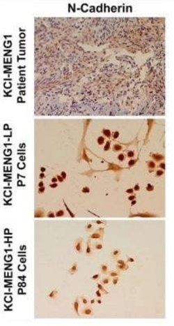 N-Cadherin Antibody (13A9) - Azide and BSA Free, Novus Biologicals 0.1