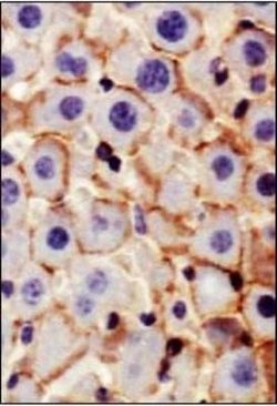 N-Cadherin Antibody (13A9) - Azide and BSA Free, Novus Biologicals 0.1