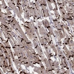 N-Cadherin Antibody (CL3716), Novus Biologicals 100&mu;L:Antibodies, Monoclonal