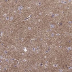 N-Cadherin Antibody (CL3716), Novus Biologicals 100&mu;L:Antibodies, Monoclonal