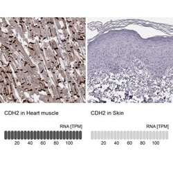 N-Cadherin Antibody (CL3716), Novus Biologicals 100&mu;L:Antibodies, Monoclonal