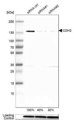 N-Cadherin Antibody (CL3716), Novus Biologicals 100&mu;L:Antibodies, Monoclonal