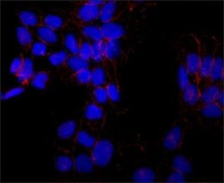 N-Cadherin Antibody (GC-4), Novus Biologicals N-Cadherin Antibody; Unconjugated;