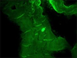 N-Cadherin Antibody (GC-4), Novus Biologicals N-Cadherin Antibody; Unconjugated;
