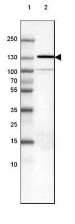N-Cadherin Antibody (CL3716), Novus Biologicals 100&mu;L:Antibodies, Monoclonal