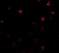 N-Deacetylase/N-Sulfotransferase 2/NDST2 Antibody - BSA Free, Novus Biologicals 0.1 mg | Buy Online | Novus Biologicals | Fisher Scientific