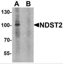 N-Deacetylase/N-Sulfotransferase 2/NDST2 Antibody - BSA Free, Novus Biologicals 0.1 mg | Buy Online | Novus Biologicals | Fisher Scientific