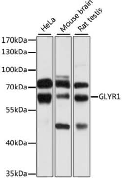 N-PAC Antibody - BSA Free, Novus Biologicals 0.1 mL, Unconjugated:Anticorps,