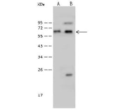 N-PAC Antibody, Novus Biologicals 50 &mu;g; Unconjugated:Antibodies, Polyclonal