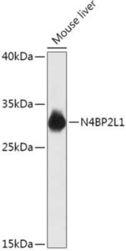 N4BP2L1 Antibody - Azide and BSA Free, Novus Biologicals 0.1 mL; Unconjugated:Antibodies,