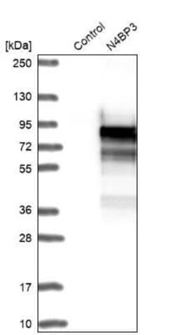 N4BP3 Antibody, Novus Biologicals:Antibodies:Primary Antibodies