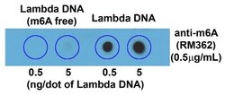 N6-methyladenosine (m6A) Rabbit anti-Human, Clone: RM362, Novus Biologicals™