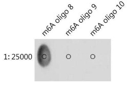 N6-methyladenosine (m6A) Antibody - Azide and BSA Free, Novus Biologicals 100 &mu;g | Buy Online | Novus Biologicals | Fisher Scientific