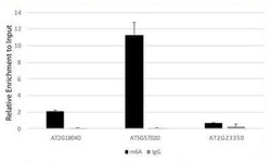N6-methyladenosine (m6A) Antibody - Azide and BSA Free, Novus Biologicals 100 &mu;g | Buy Online | Novus Biologicals | Fisher Scientific