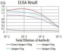 NAA10 Antibody (3G3E9) - BSA Free, Novus Biologicals 0.1 ml; Unconjugated:Antibodies,
