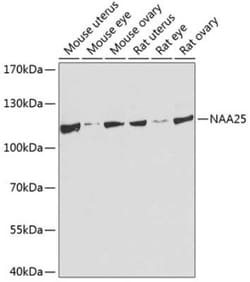 NAA25 Antibody - BSA Free, Novus Biologicals 0.1 mL; Unconjugated:Antibodies,