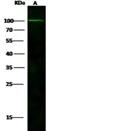NAALADase-like 1/NAALADL1 Rabbit anti-Human, Clone: 29, Novus Biologicals:Antibodies:Primary