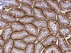NAALADase-like 1/NAALADL1 Rabbit anti-Mouse, Clone: 22, Novus Biologicals
