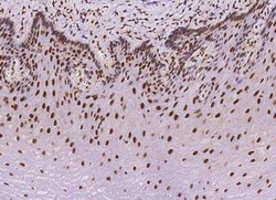 NAC1 Antibody, Novus Biologicals 100 &mu;g, Unconjugated:Antibodies, Polyclonal